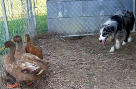 Photo of Misko working Ducks